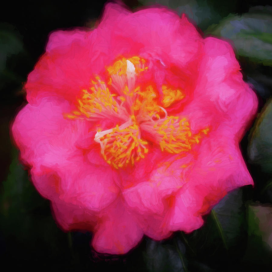 Camellias Sasanqua 001 Photograph by Rich Franco