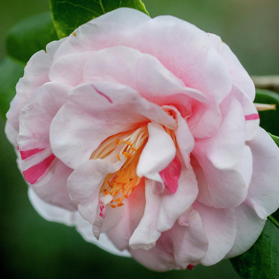 Camellias Sasanqua 002 Photograph by Rich Franco