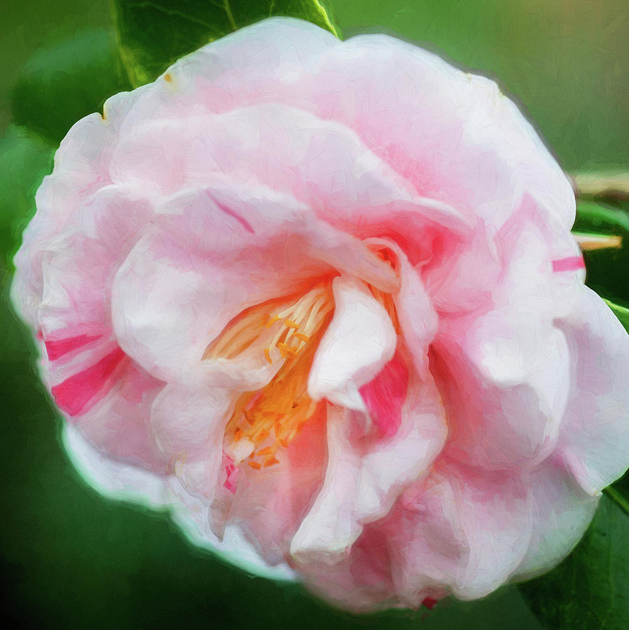 Camellias Sasanqua 003 Photograph by Rich Franco