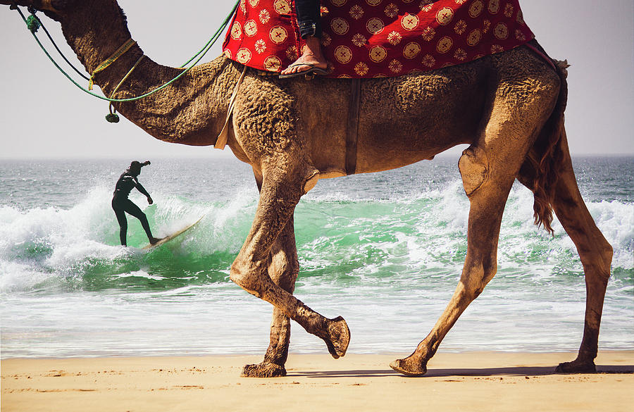 Summer Photograph - Camels And Barrels by Mariss Balodis