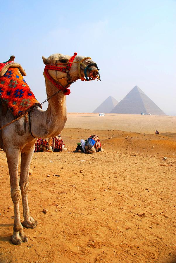 Camels And Pyramids Photograph by Photo By Rebecca Dawn Charles