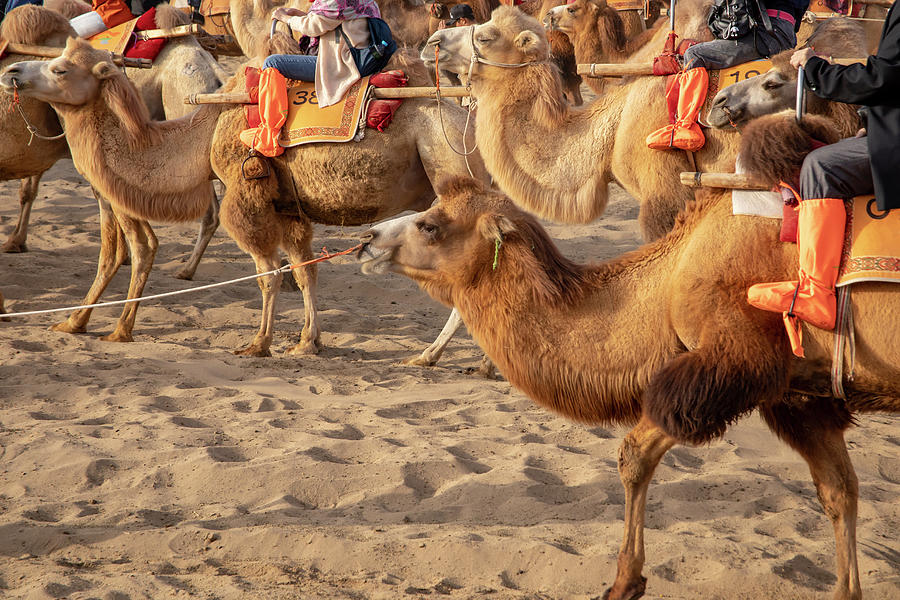 Camels at Singing Sand Mountain, Taklamakan Desert, Dunhuang, Ch Photograph by Karen Foley