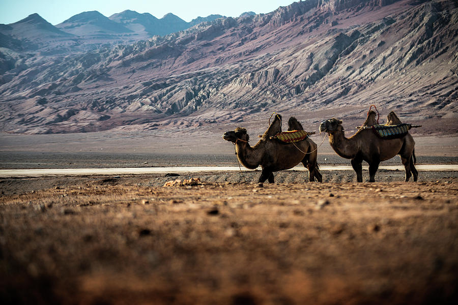 Camels At Xinjiang,china Photograph by Nutexzles