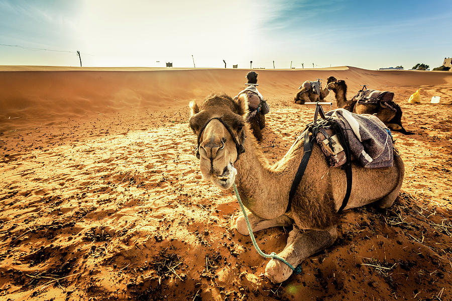 Camels Caravan In The Sahara Desert At Photograph by Zodebala
