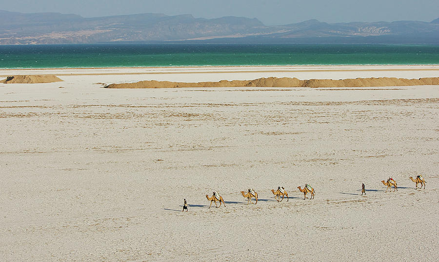 Camels Crossing Desert With Lake Assal Photograph by Cultura Rm Exclusive/romona Robbins Photography
