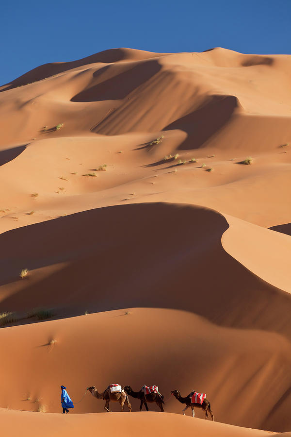Camels, Dunes, Erg Chebbi, Sahara Photograph by Peter Adams