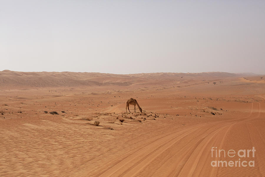 Camel in Oman desert Photograph by Patricia Hofmeester