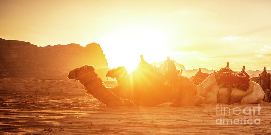 Camels in wadi rum Photograph by Gualtiero Boffi