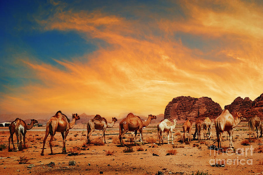 Camels in Wadi Rum Photograph by Jelena Jovanovic