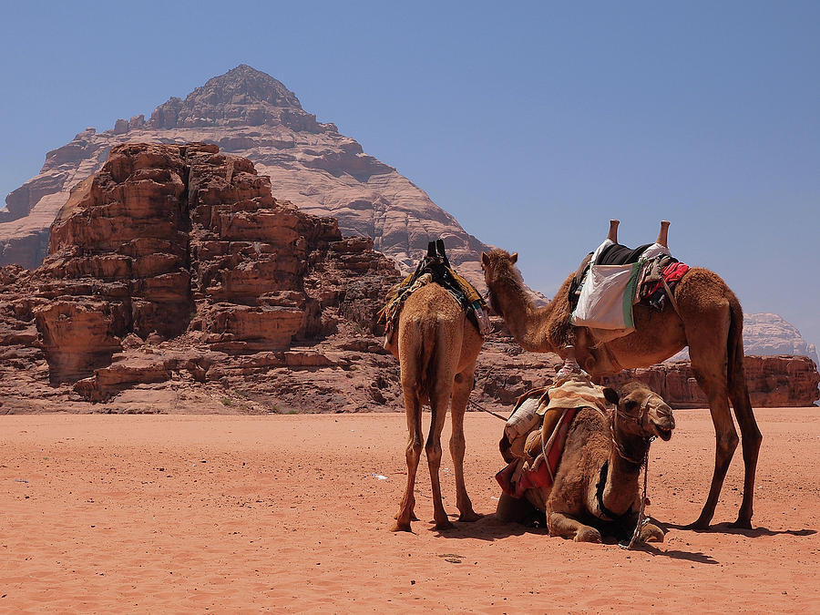 Camels In Wadi Rum -jordan Photograph by Manuel Chagas Fotografia