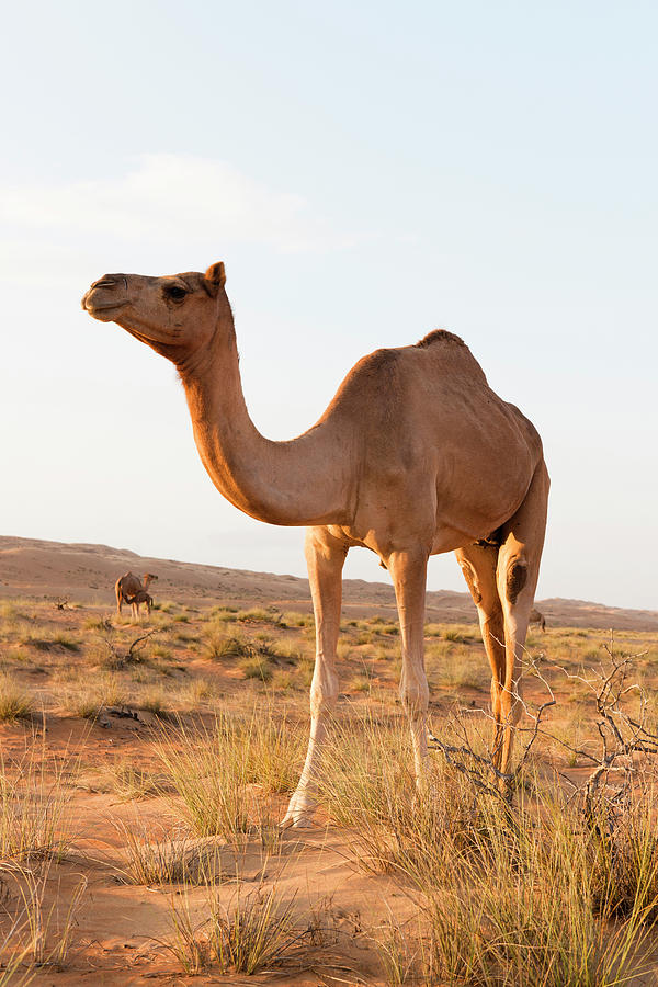 Camels On Desert, Wahiba Sands, Oman Photograph by Jalag / Gregor Lengler