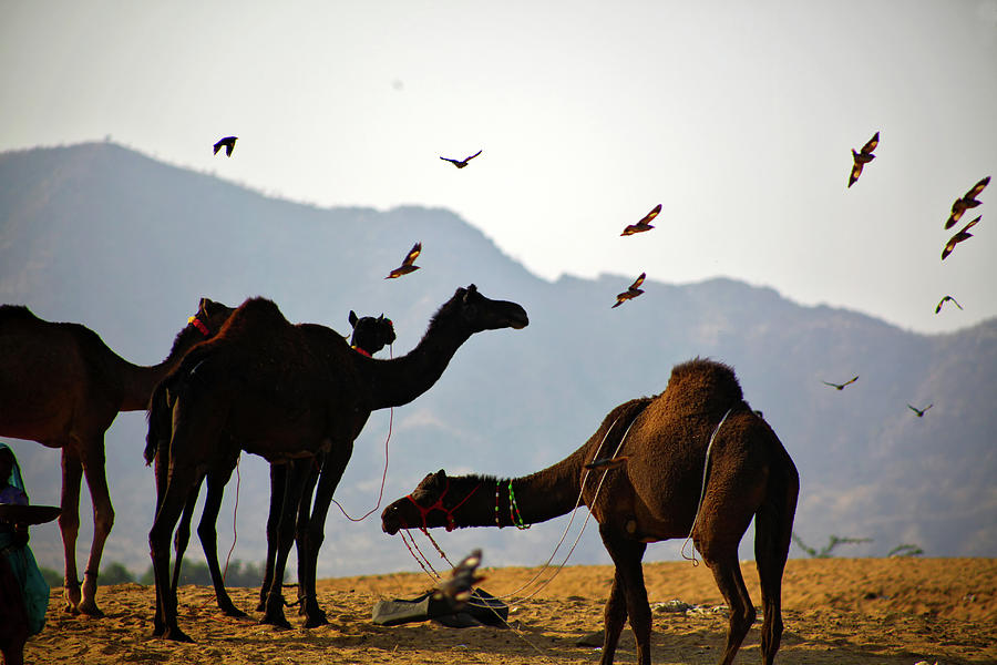 Camels On Thar Desert Photograph by Hema Narayanan