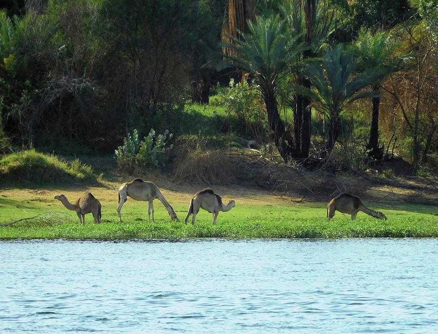 Camels on the Nile Photograph by Karen Stansberry