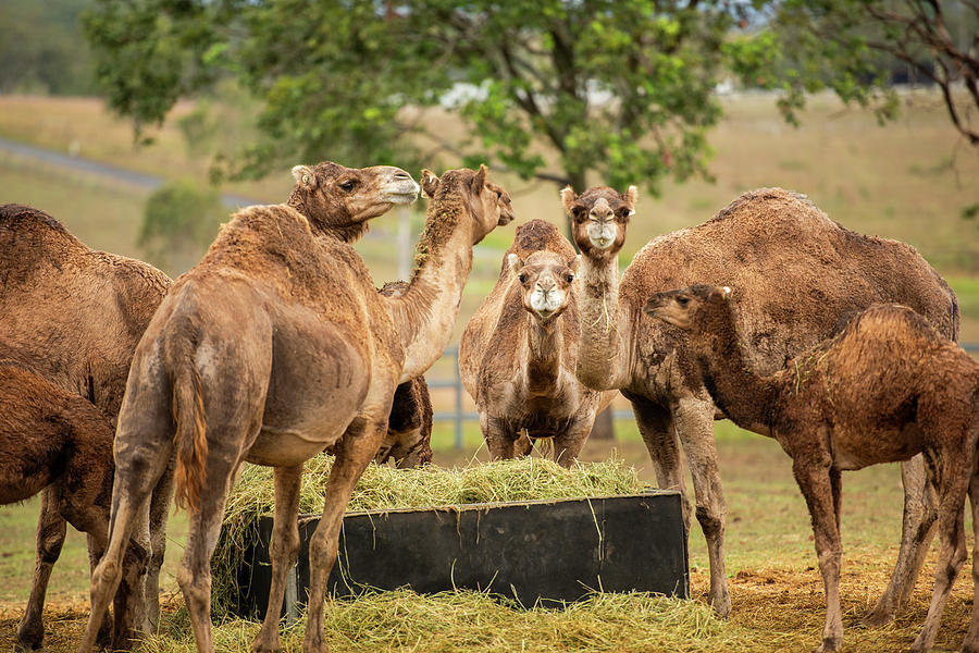 Camels out amongst nature by Rob D Imagery Camels out amongst nature by Rob D Imagery