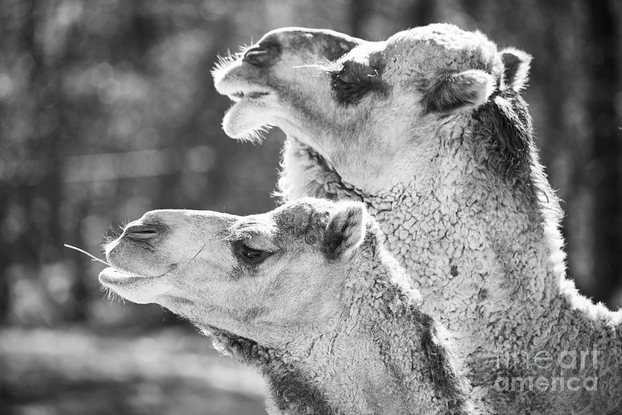 Camels Photograph by Rachel Morrison