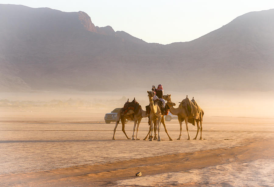 Camels Shepherd Photograph by Ali Abu Ras