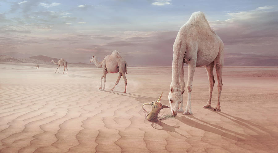 Animal Photograph - Camels Trip by Sulaiman Almawash
