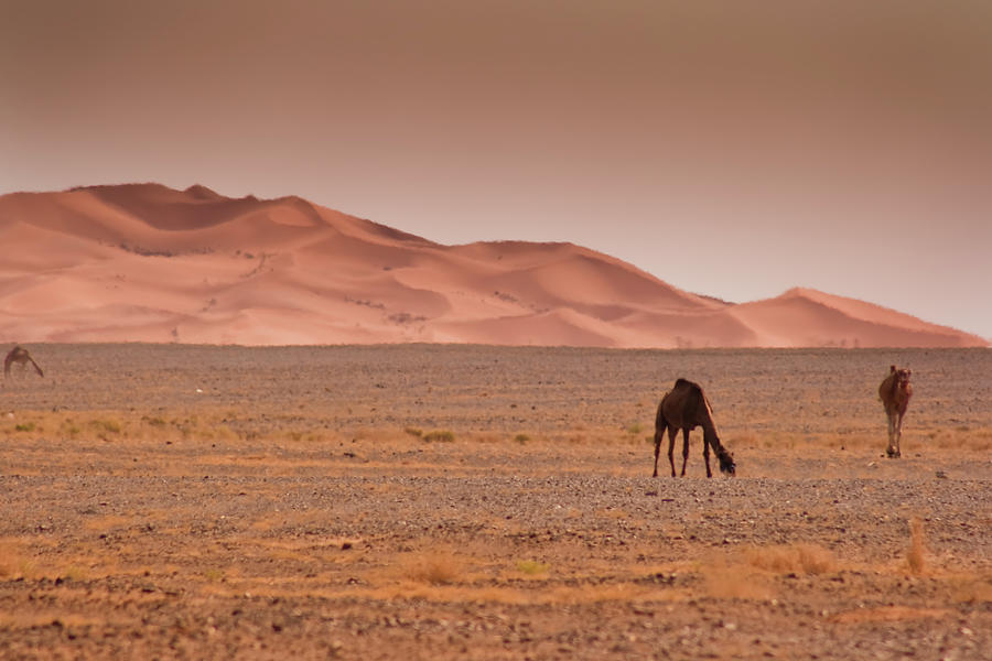 Camels With Dunes In Morocco Photograph by Artur Debat