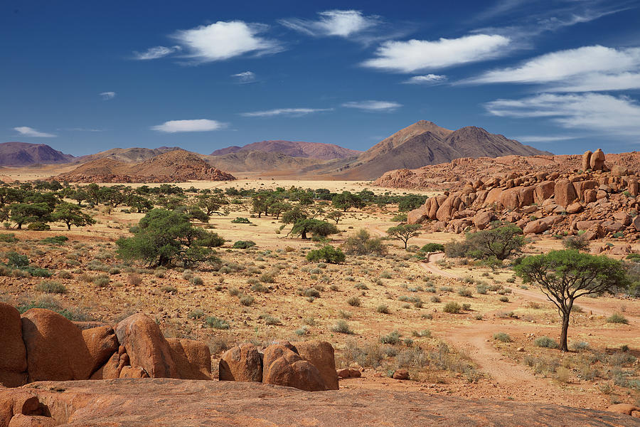 Camelthorn Acacia In The Tiras Mountains On The Edge Of The Namib Desert, Namibia Photograph by Thomas Grundner