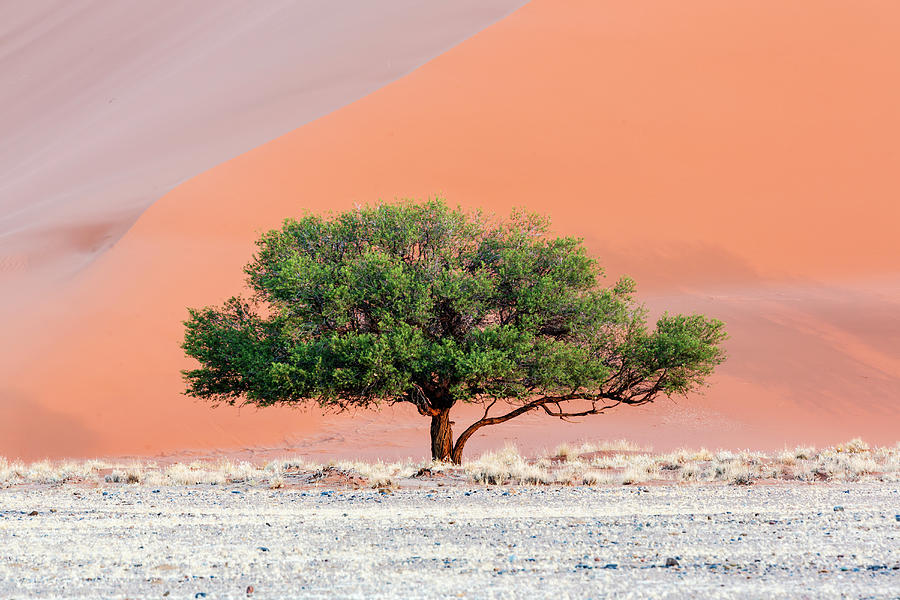 Camelthorn Tree Against Namib Dune Photograph by Jeremy Woodhouse