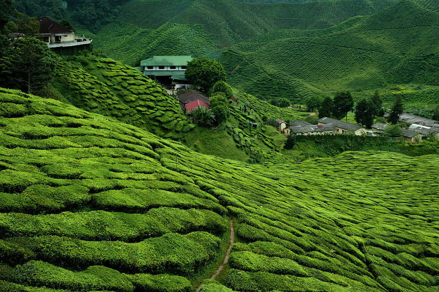 Cameron Highlands, Malaysian Tea Photograph by Ania Blazejewska