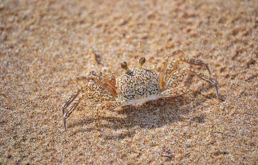 Camouflage Ghost Crab Photograph by Gaby Ethington