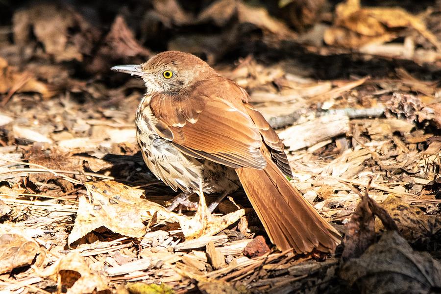 Camouflaged Brown Thrasher Photograph by Mary Ann Artz