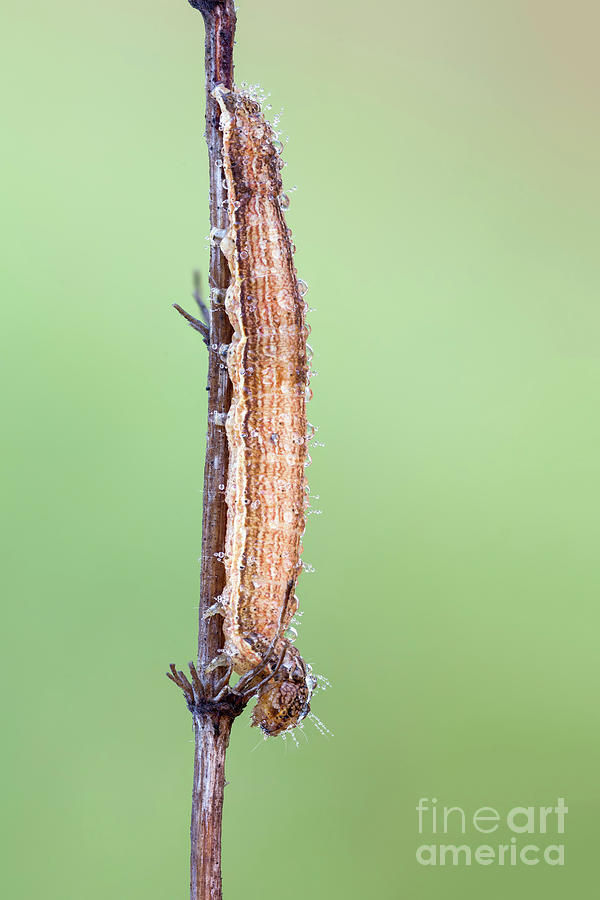 Nature Photograph - Camouflaged Caterpillar by Ozgur Kerem Bulur/science Photo Library