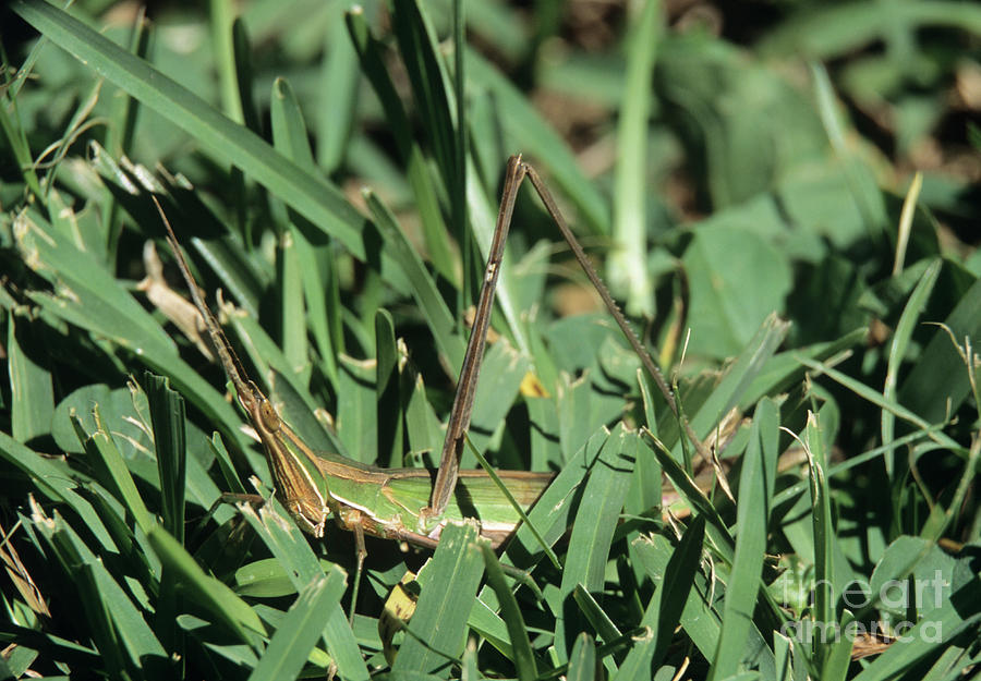 Camouflaged Grasshopper Photograph by Peter Chadwick/science Photo Library