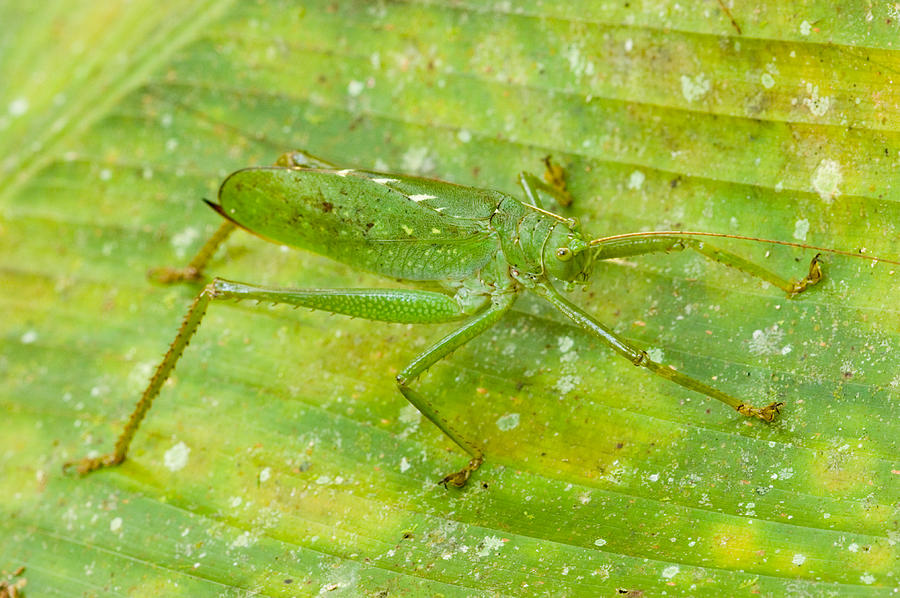 Camouflaged Katydid Photograph by Michael Lustbader