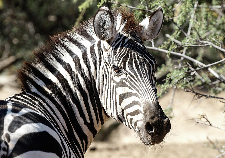 Camouflaged Zebra  Photograph by Athena Mckinzie