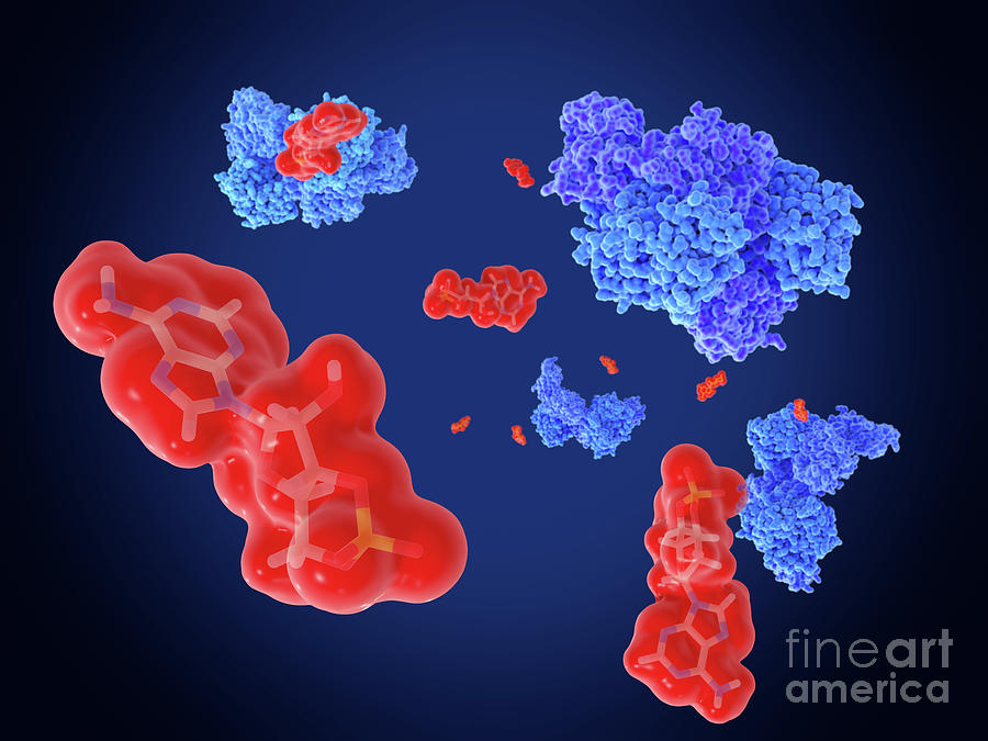 Camp And Protein Kinases Photograph by Juan Gaertner/science Photo Library
