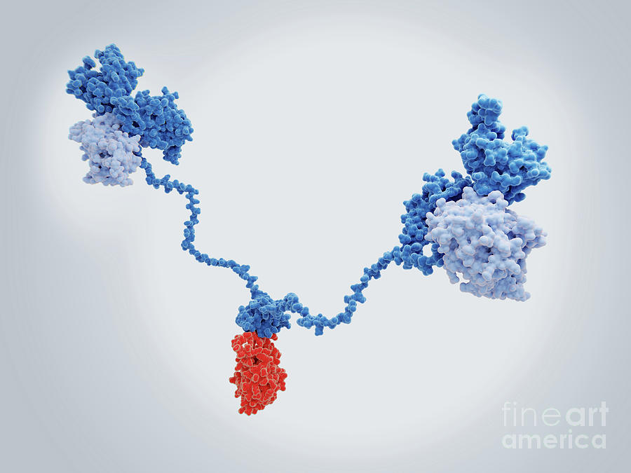 Camp-dependent Protein Kinase Molecule Photograph by Juan Gaertner/science Photo Library