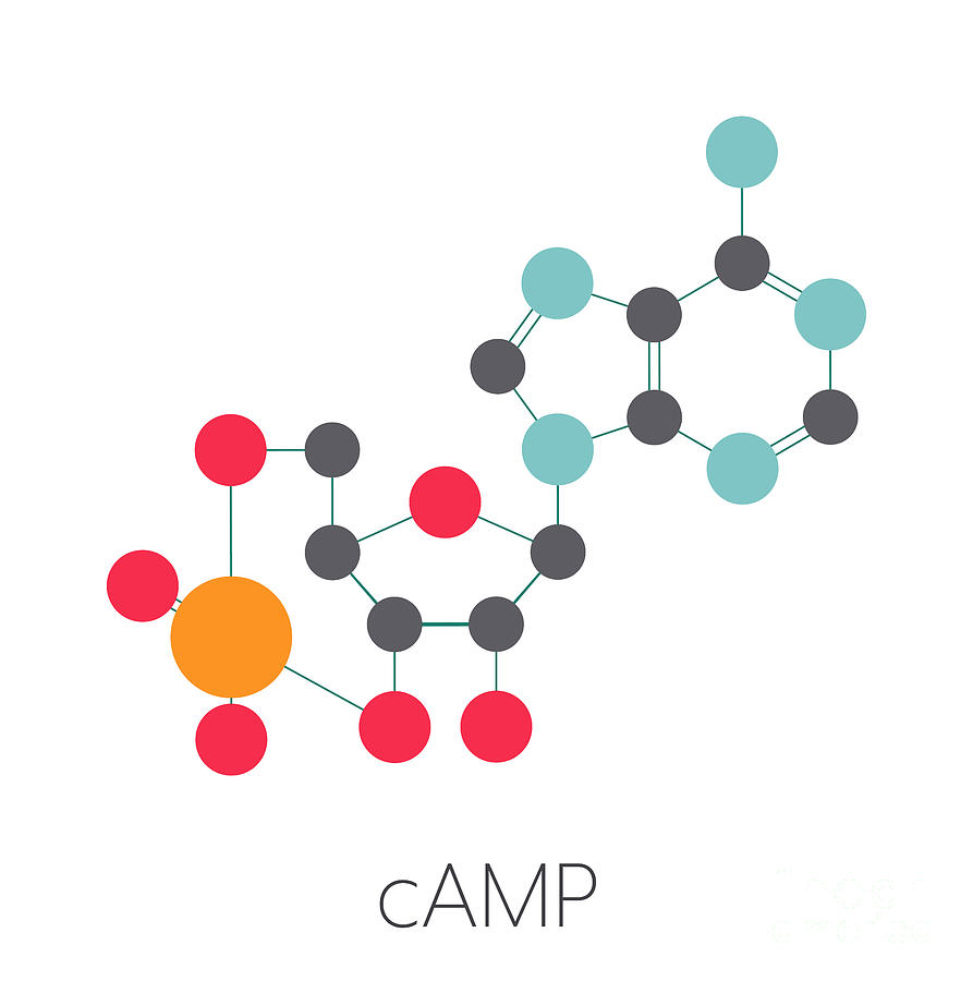 Camp Second Messenger Molecule Photograph by Molekuul/science Photo Library