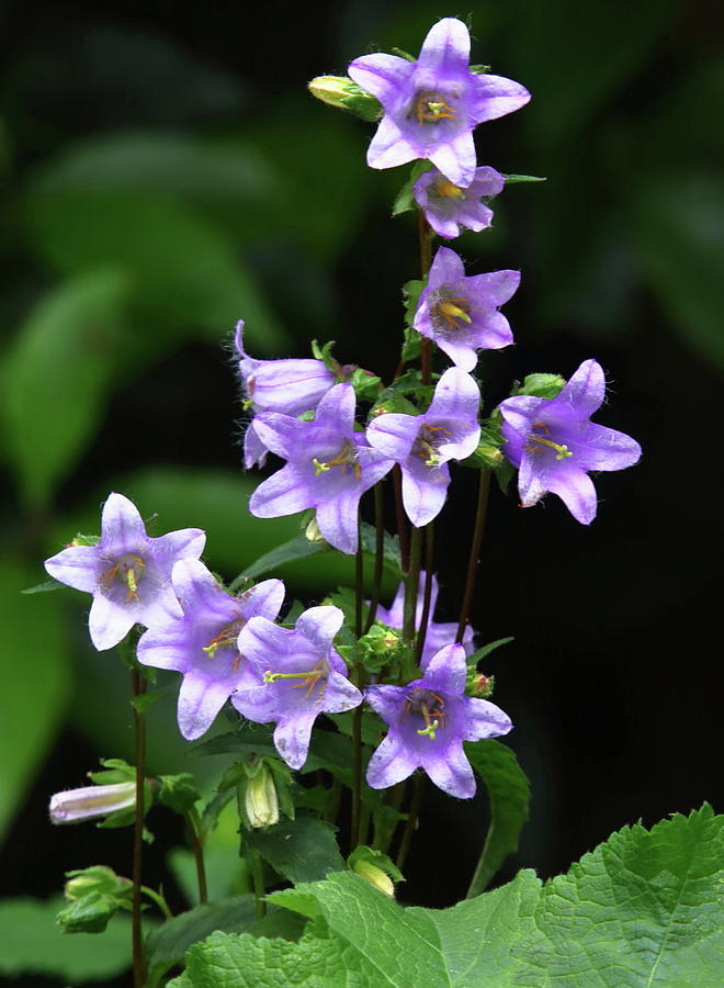 Campanula Flowers Photograph