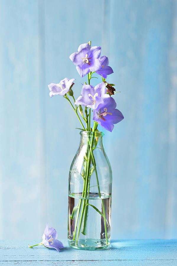Campanula In Bottle Of Water Photograph by Hans Gerlach