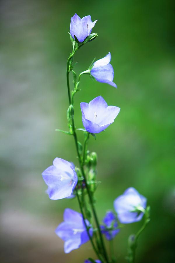 Campanula In Garden Photograph by Per Magnus Persson