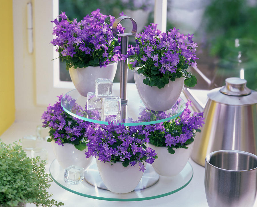 Campanula Isophylla In White Planters On Glass Jar Photograph by Friedrich Strauss