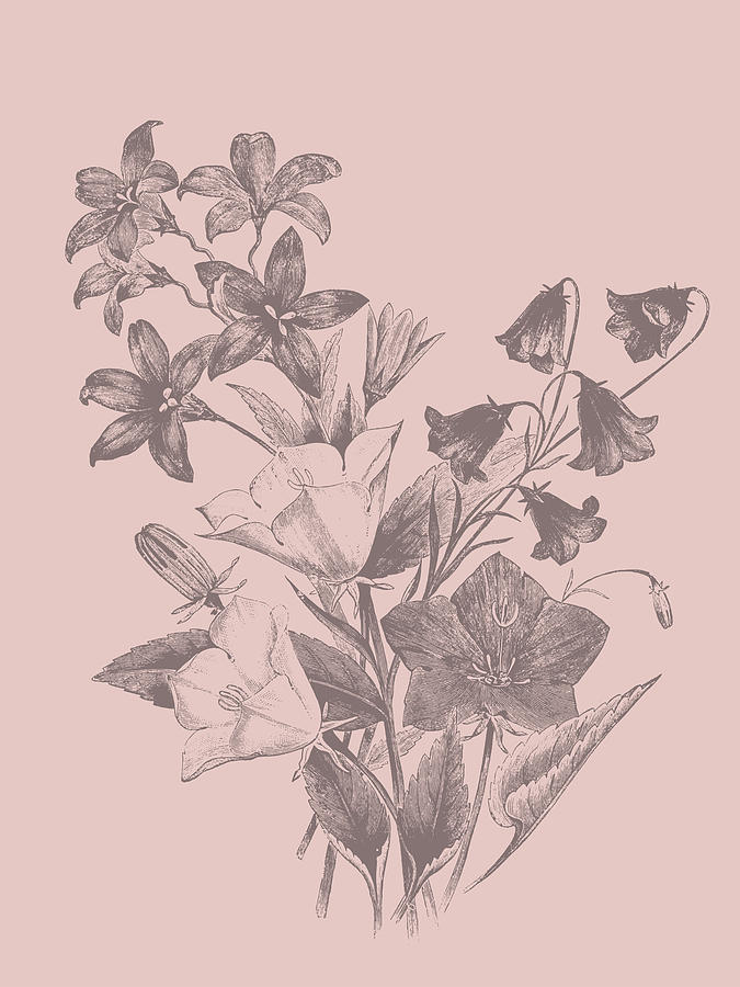 Flower Mixed Media - Campanulas Blush Pink Flower by Naxart Studio