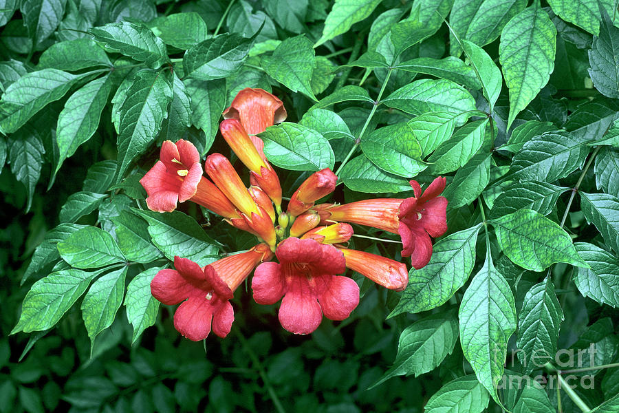 Campsis Radicans Photograph by Geoff Kidd/science Photo Library - Fine ...