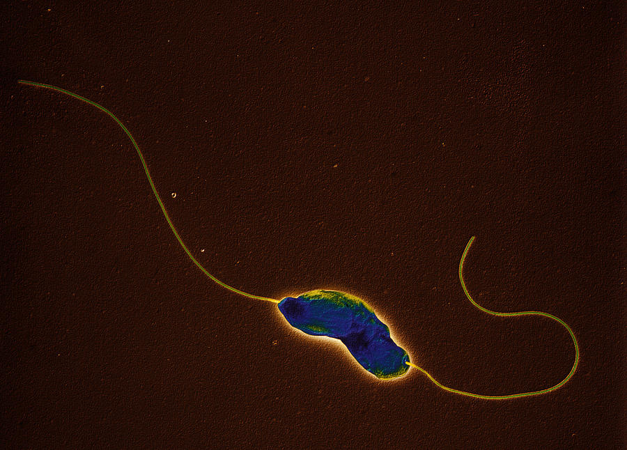 Campylobacter Jejunii Bacteria Photograph by Oliver Meckes EYE OF SCIENCE