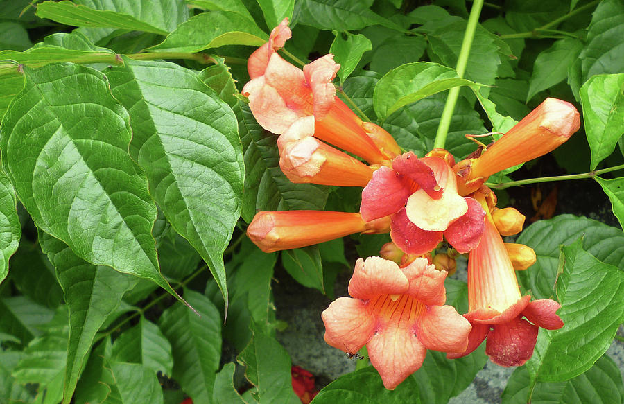 Camsis radicans - Trumpet Vine Flower Photograph by Toni Leland - Pixels