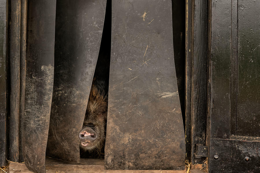 Animal Photograph - Can I Come Out, Is The Sun Shining? by Gert Van Den Bosch