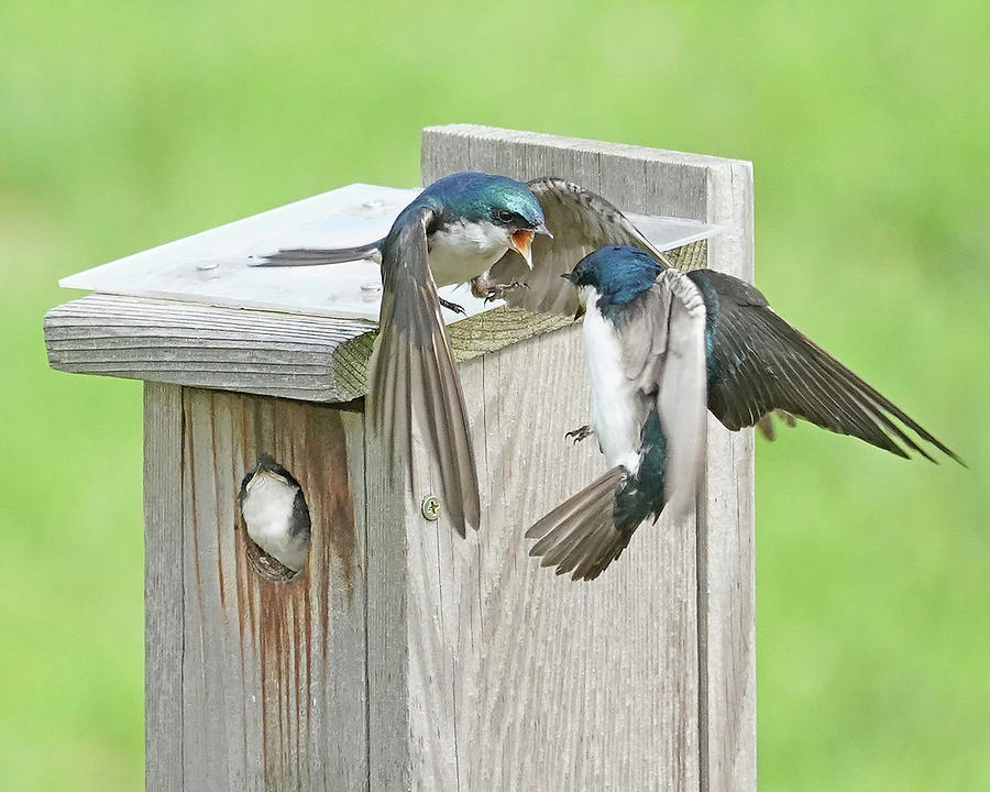 Can you Keep it Down Out There Photograph by Mike Dickie - Fine Art America