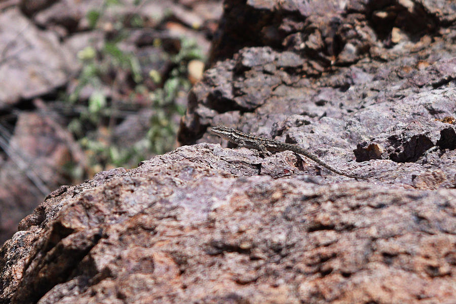 Can you spot the lizard? Photograph by Chance Kafka