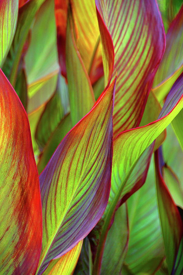 Cana Lily Leaf Beauty Photograph by Dan Carmichael