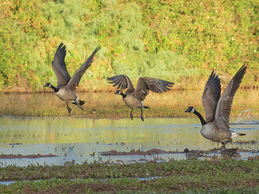 Canada Geese 0157-111618-1cr Photograph by Tam Ryan