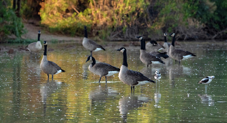 Canada Geese 1077-101419 Photograph by Tam Ryan
