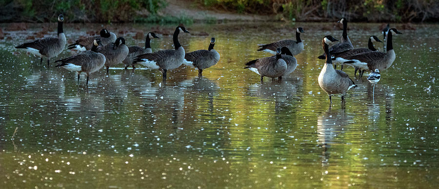 Canada Geese 1083-101419 Photograph by Tam Ryan