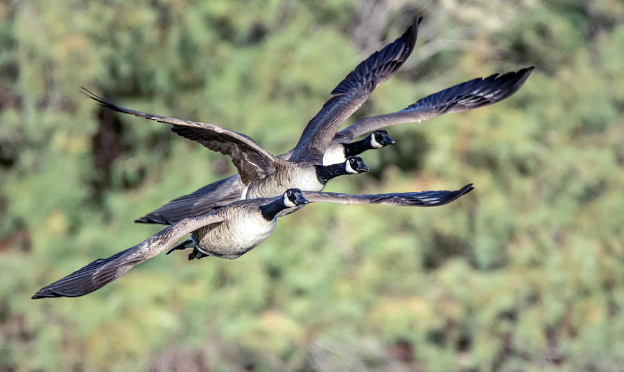 Canada Geese 1364-111918-1cr Photograph by Tam Ryan